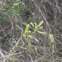 Taprobanea spathulata (L.) Christenson